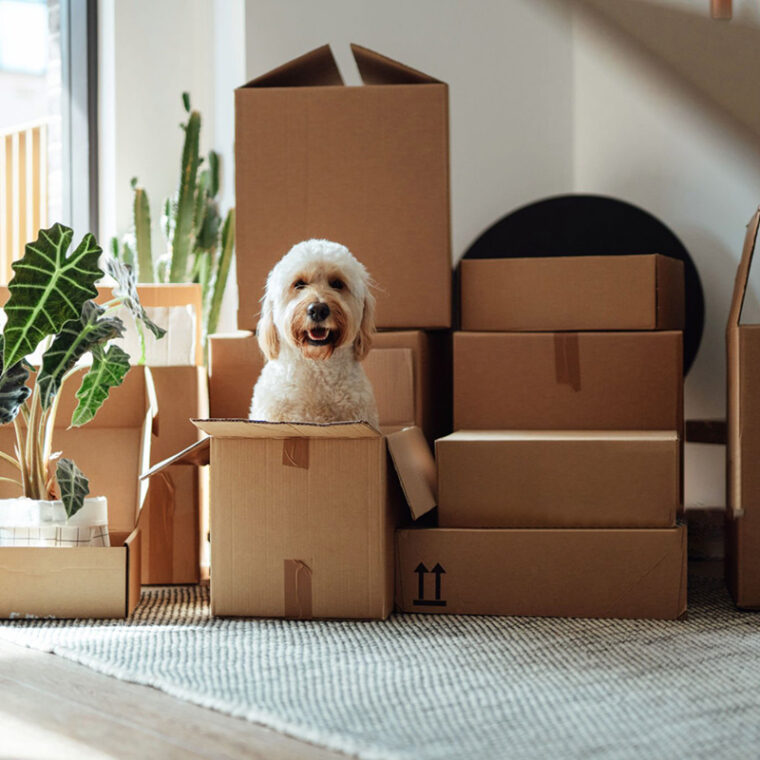 okbox garde meuble Rouen box stockage Box de stockage : un atout pour votre déménagement à Rouen